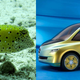 Illustration for article titled Ten cars that look like fish